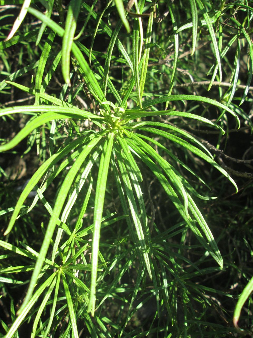 Monarrhenus salicifolius leaf