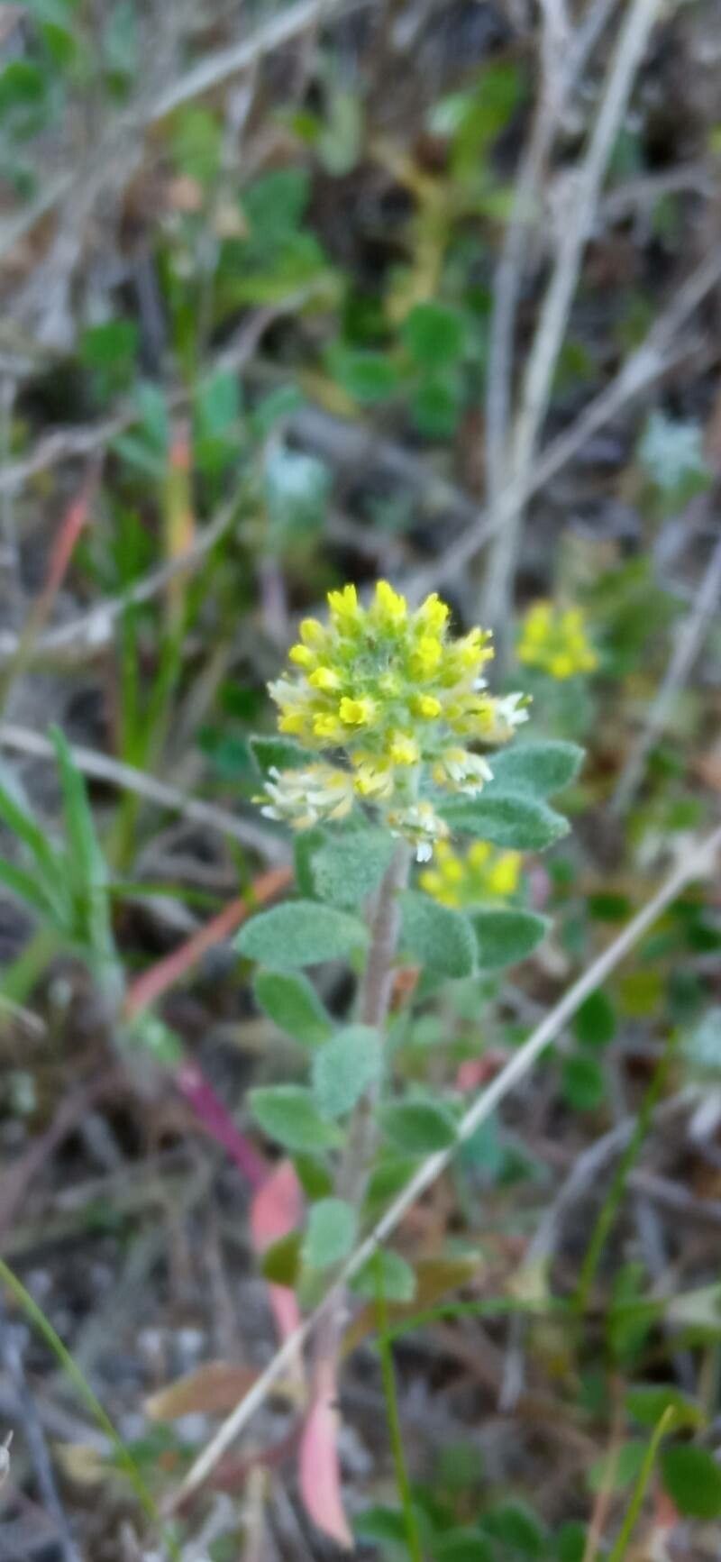 Alyssum simplex flower