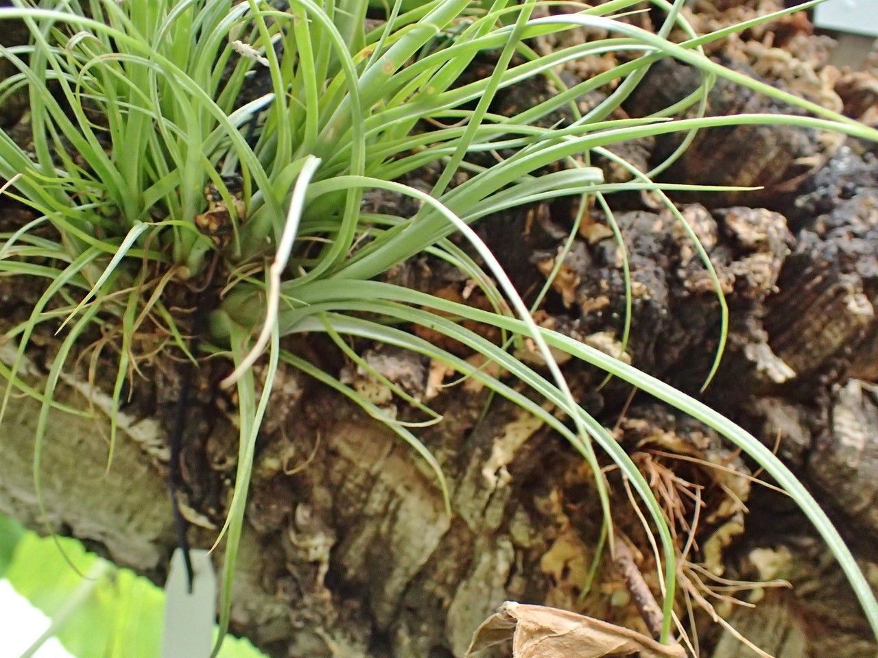 Tillandsia balbisiana habit