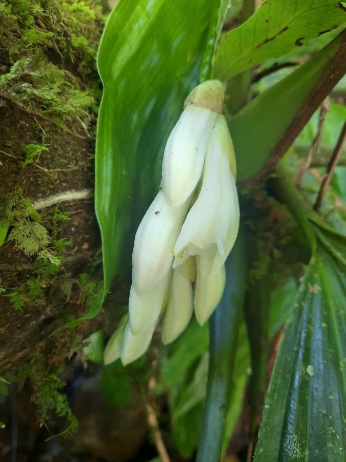 Neogyna gardneriana — search result for 'Orchidaceae'