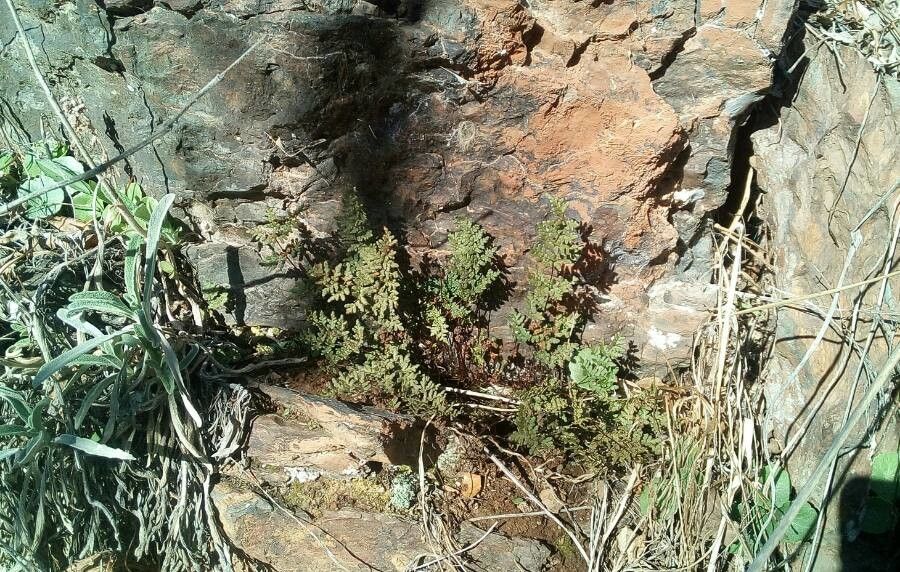 Allosorus hispanicus habit