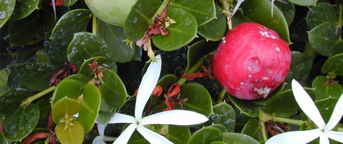 Carissa carandas flower