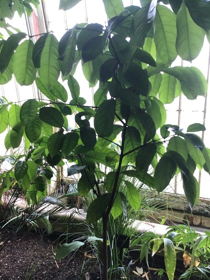 Phaleria capitata — related species from the same genus