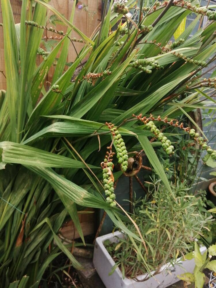 Crocosmia × crocosmioides — search result for 'Crocosmia'