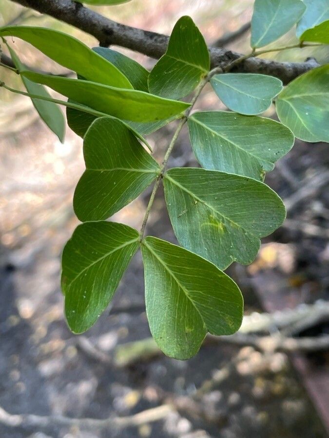 Haematoxylum Campechianum — related species from the same genus