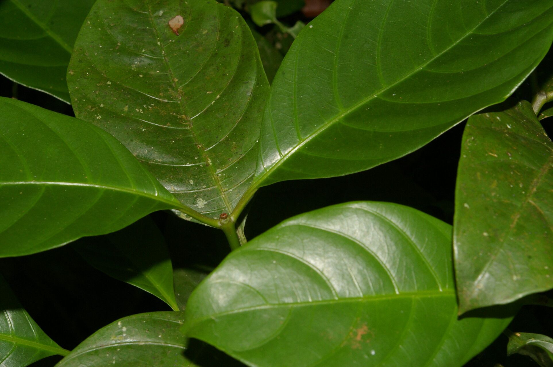 Palicourea eurycarpa — houseplant care guide