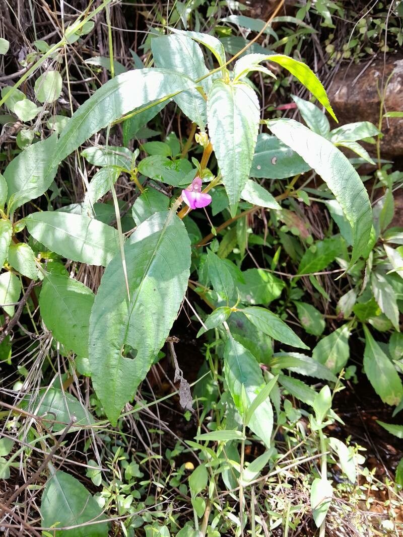Impatiens baronii habit