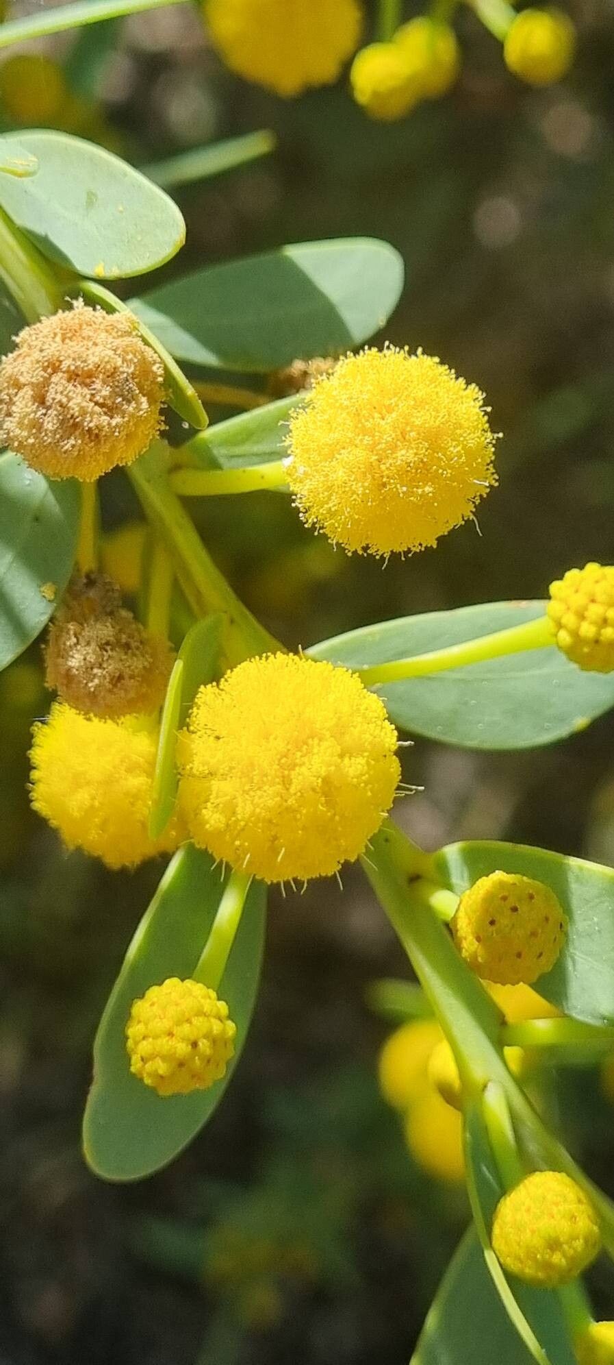 Acacia anceps flower