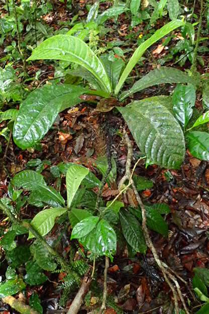 Psychotria foliosa habit