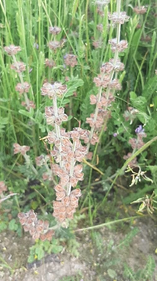 Salvia × sylvestris bark