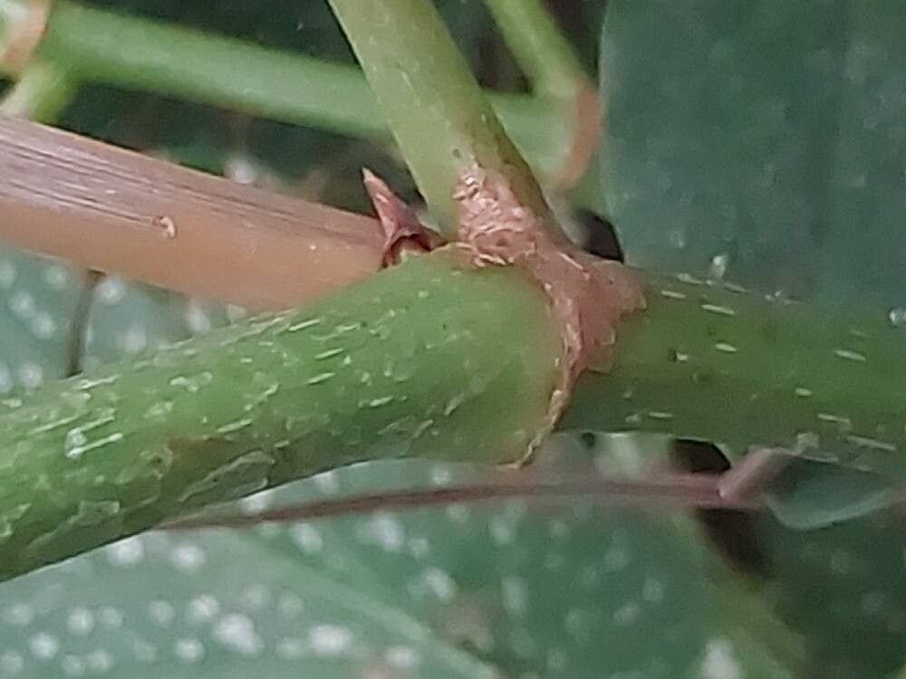 Begonia dichroa bark