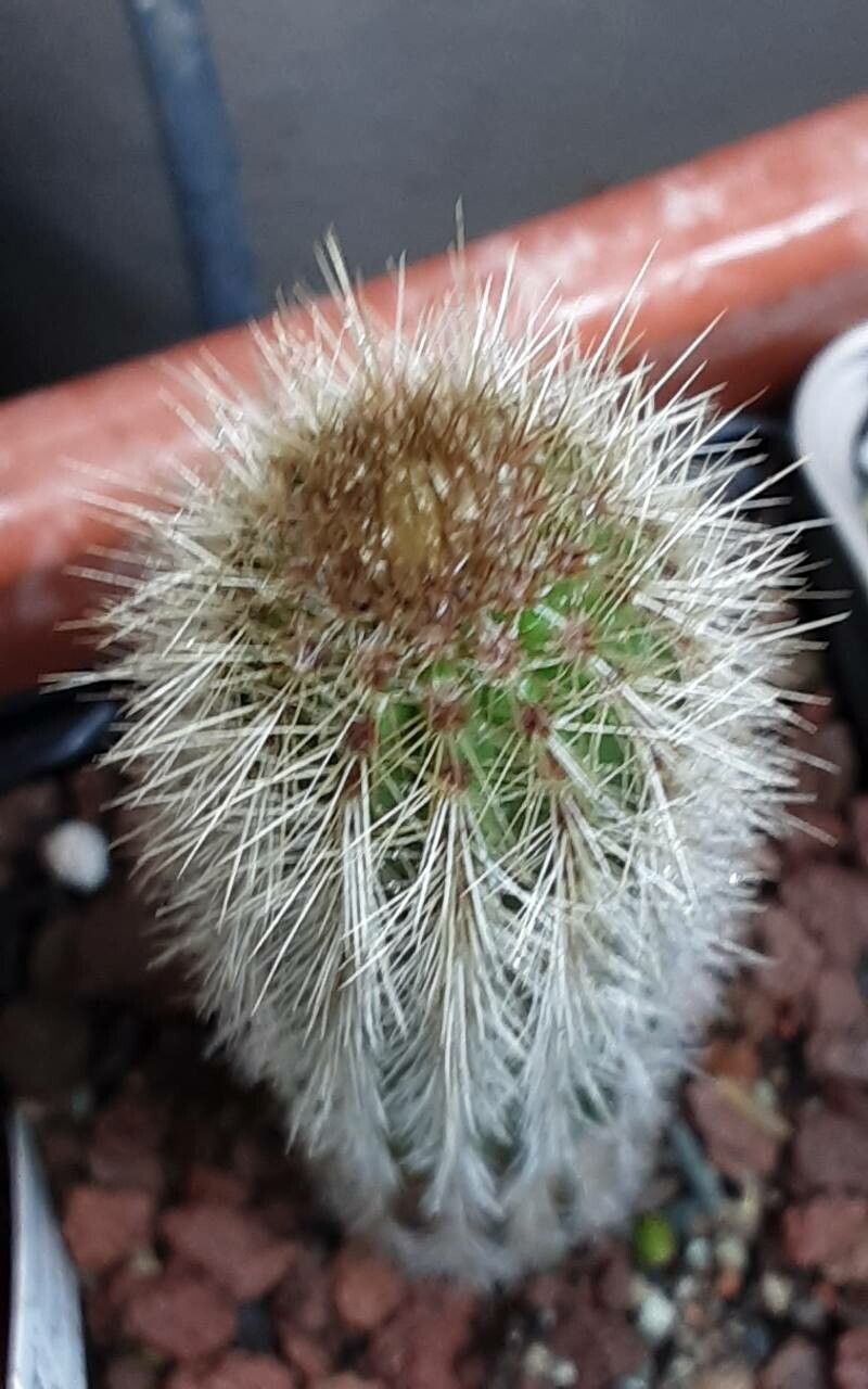 Pilosocereus aurisetus other