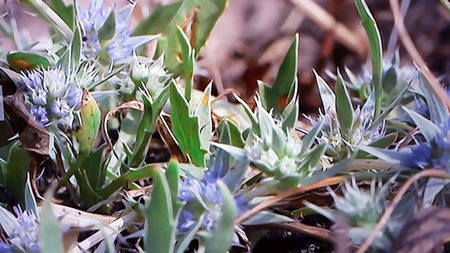 Eryngium viviparum — search result for 'Eryngium'