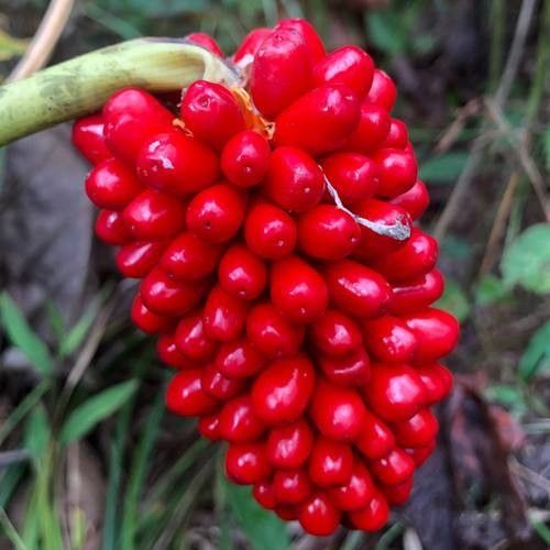 Arisaema dracontium fruit