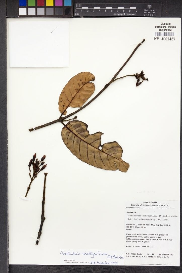 Odontadenia markgrafiana — houseplant care guide