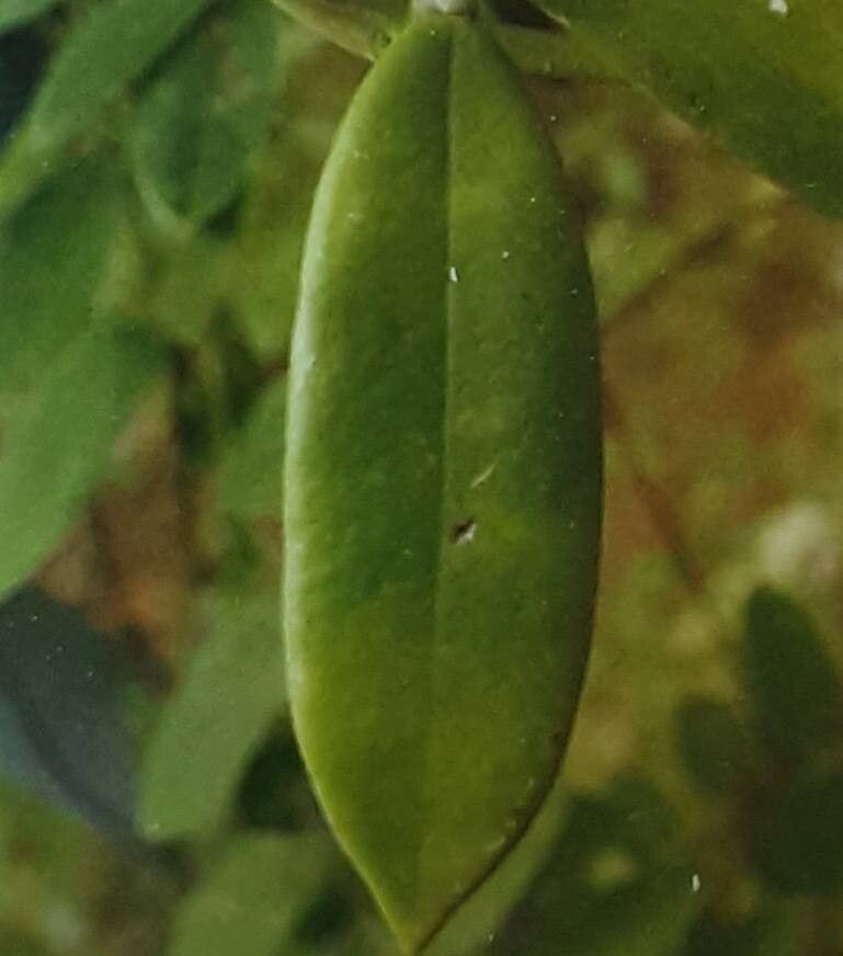 Hoya coronaria — search result for 'Hoya'