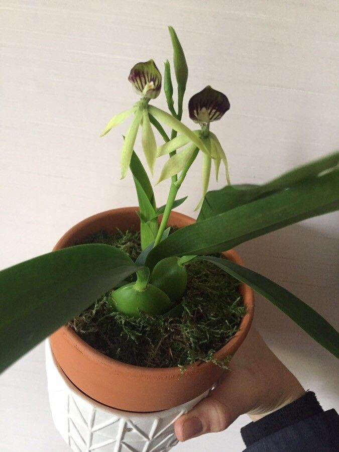 Prosthechea cochleata habit