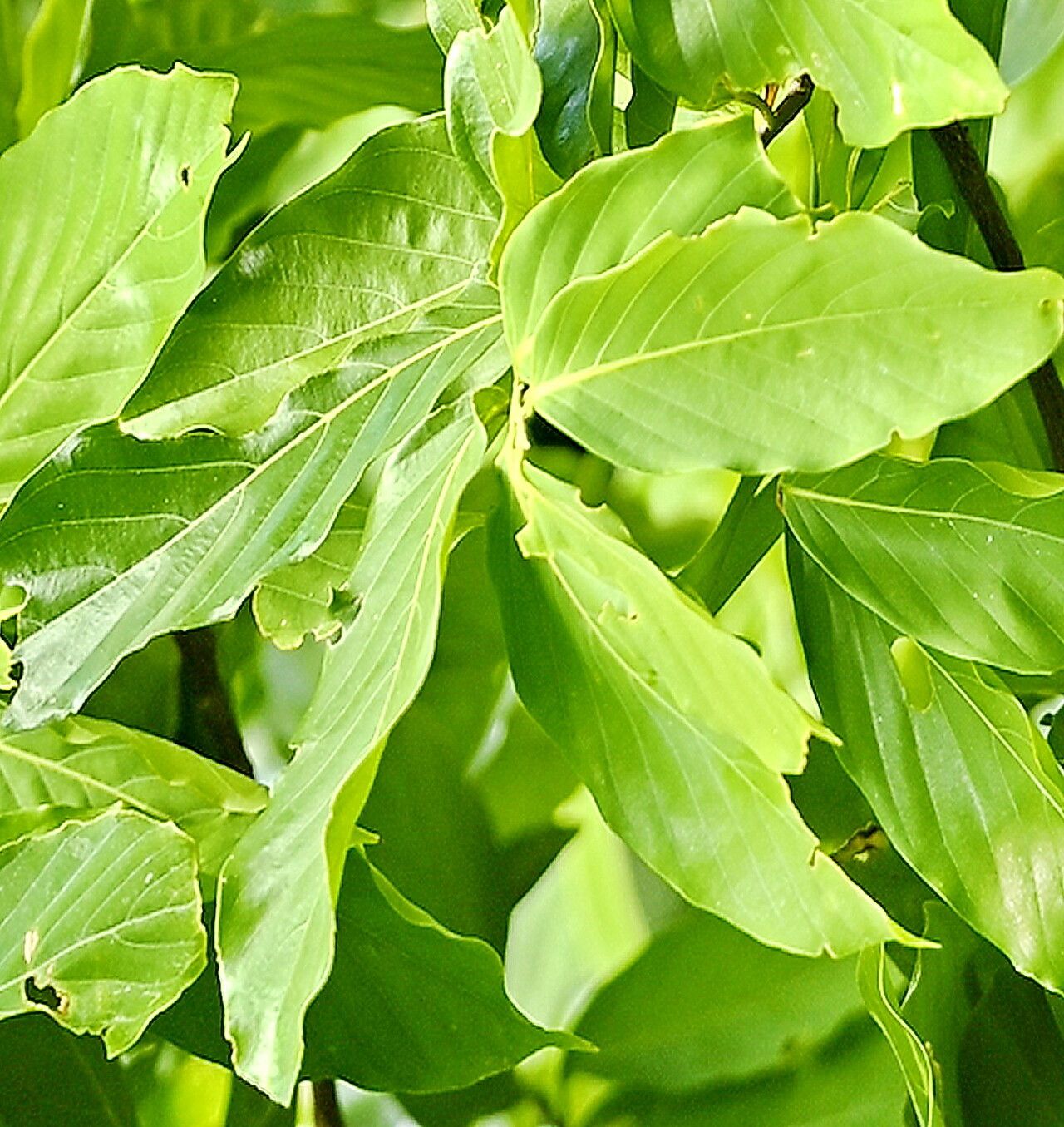 Monoon liukiuense — related species from the same genus