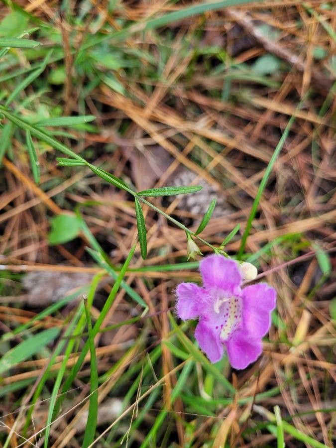Agalinis maritima — search result for 'Agalinis'