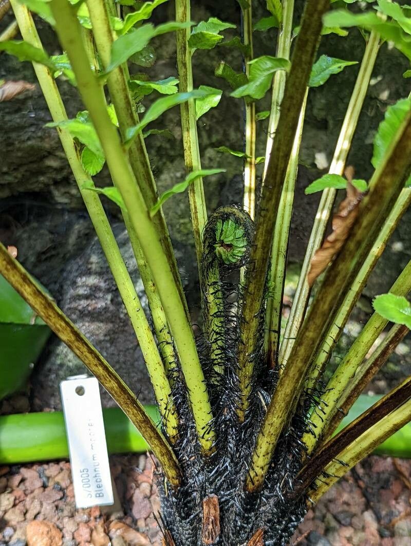 Blechnum moorei habit