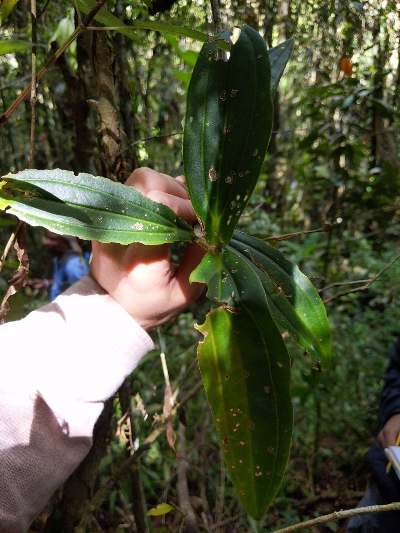 Medinilla cucullata — search result for 'Medinilla'