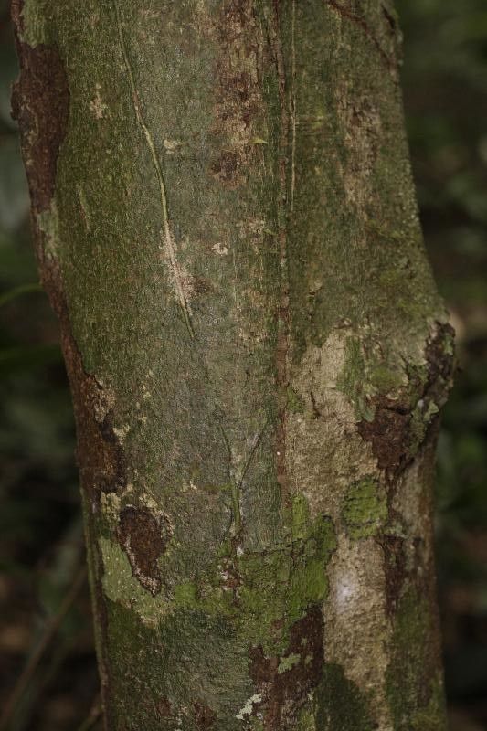 Garcinia madruno bark