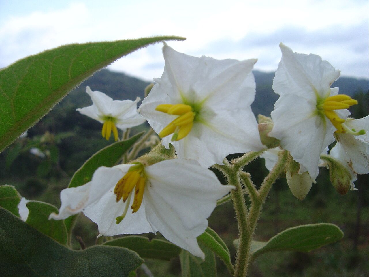Solanum variabile flower