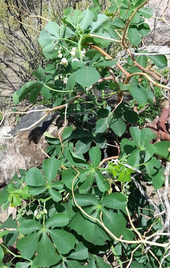 Manihot anisophylla habit
