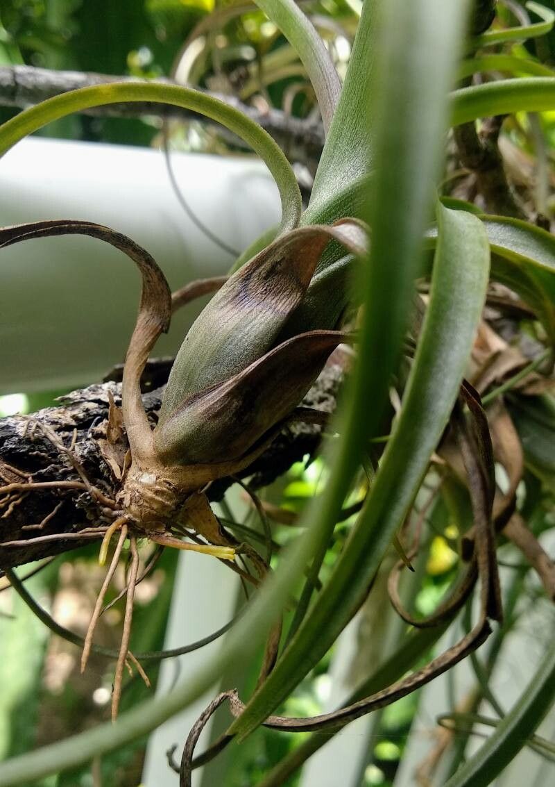 Tillandsia bulbosa bark