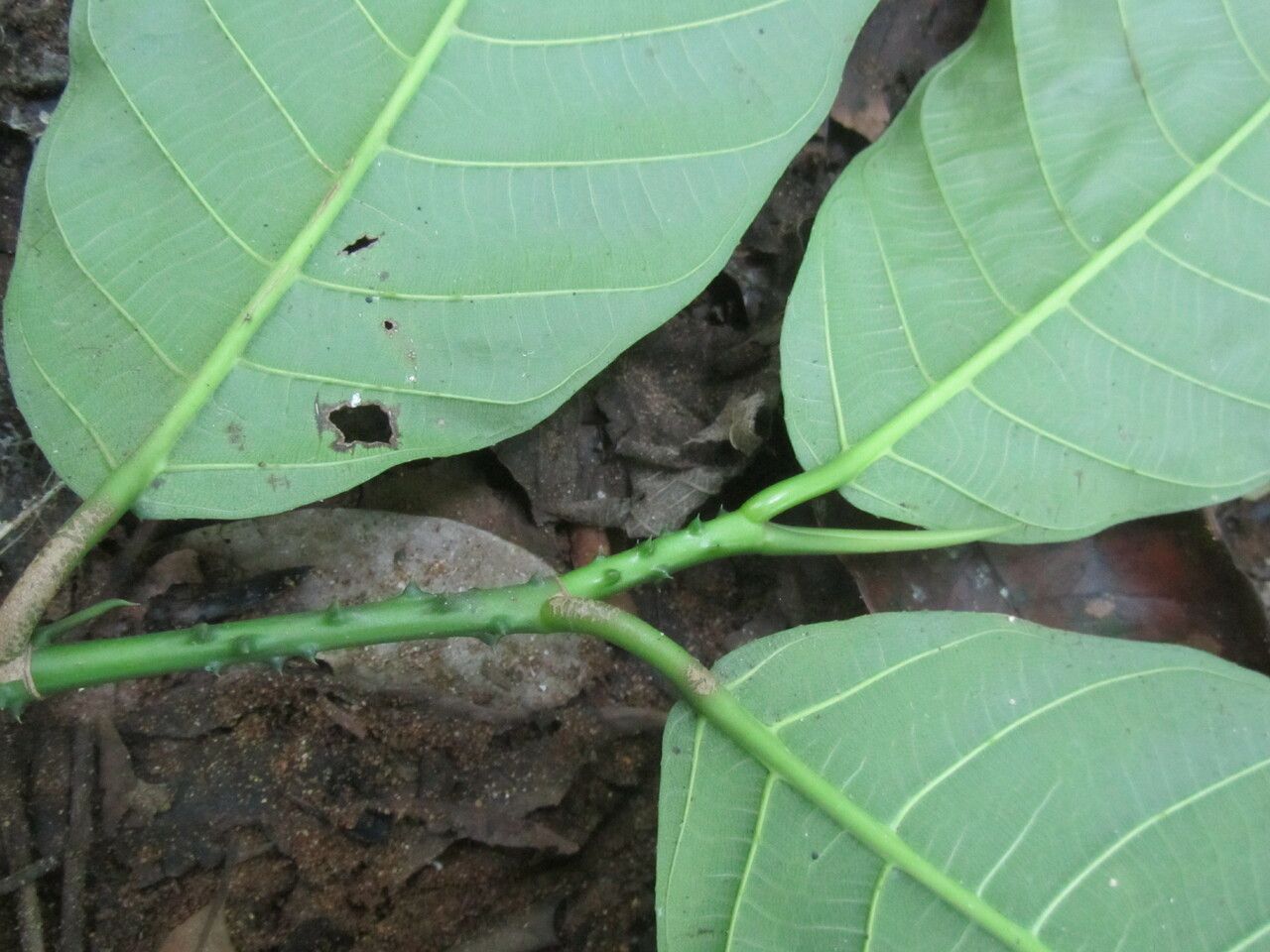 Poulsenia armata leaf