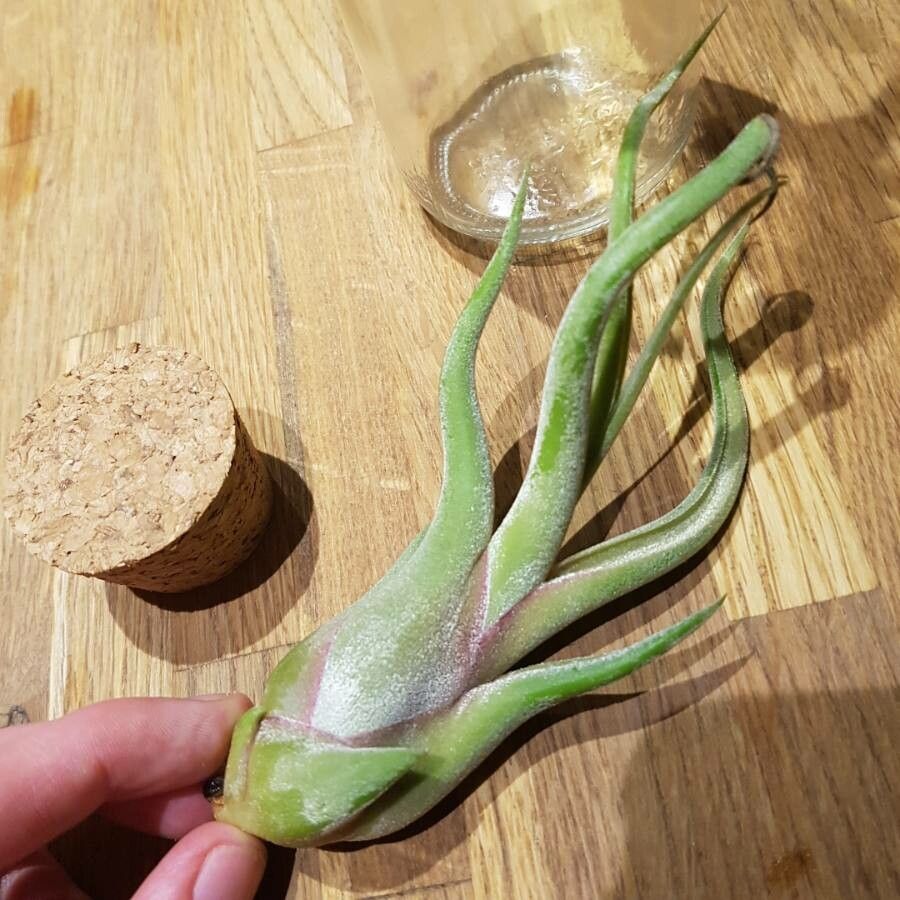 Tillandsia paucifolia bark