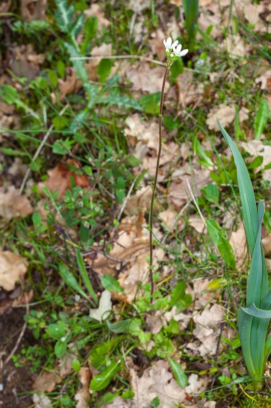 Saxifraga bulbifera — search result for 'Saxifraga'
