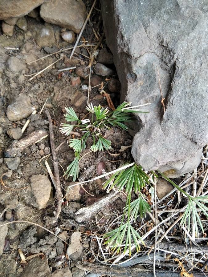 Actiniopteris semiflabellata fruit