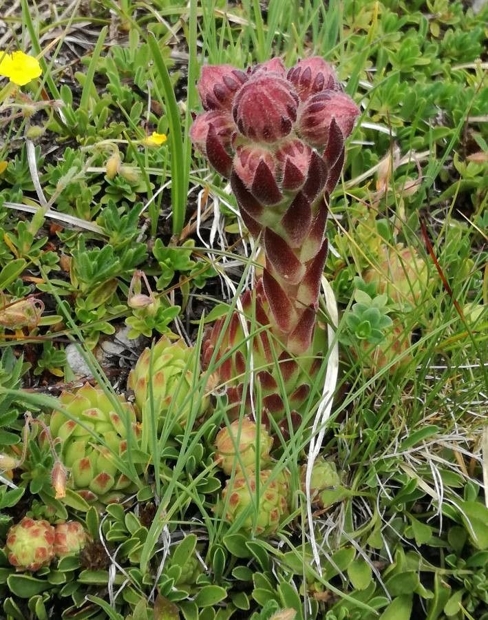 Sempervivum dolomiticum flower