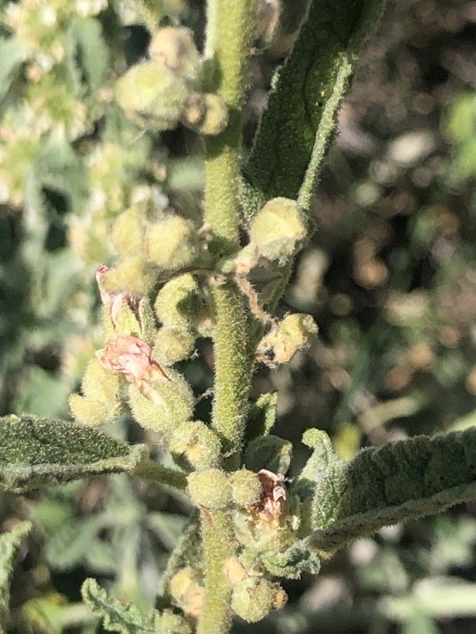Sphaeralcea hastulata fruit