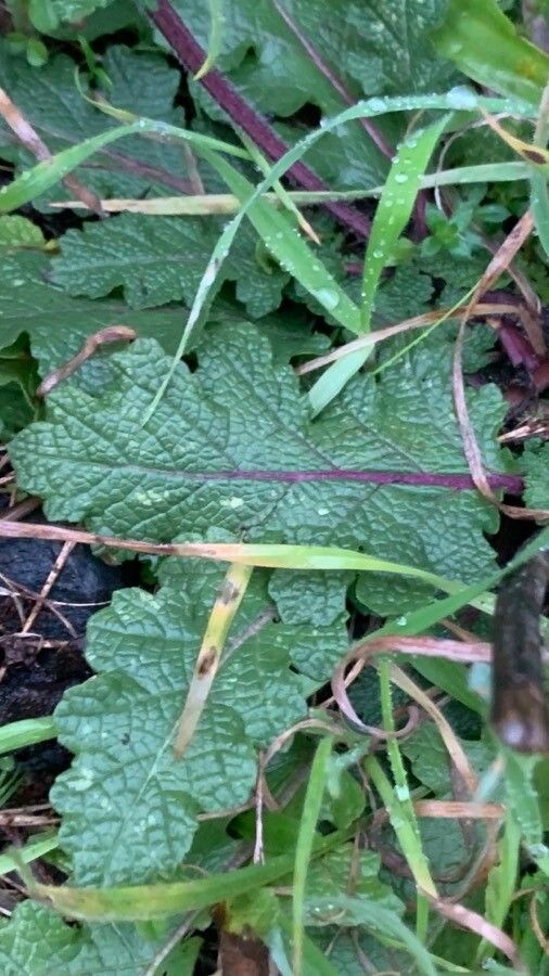 Salvia verbenaca — search result for 'Salvia'