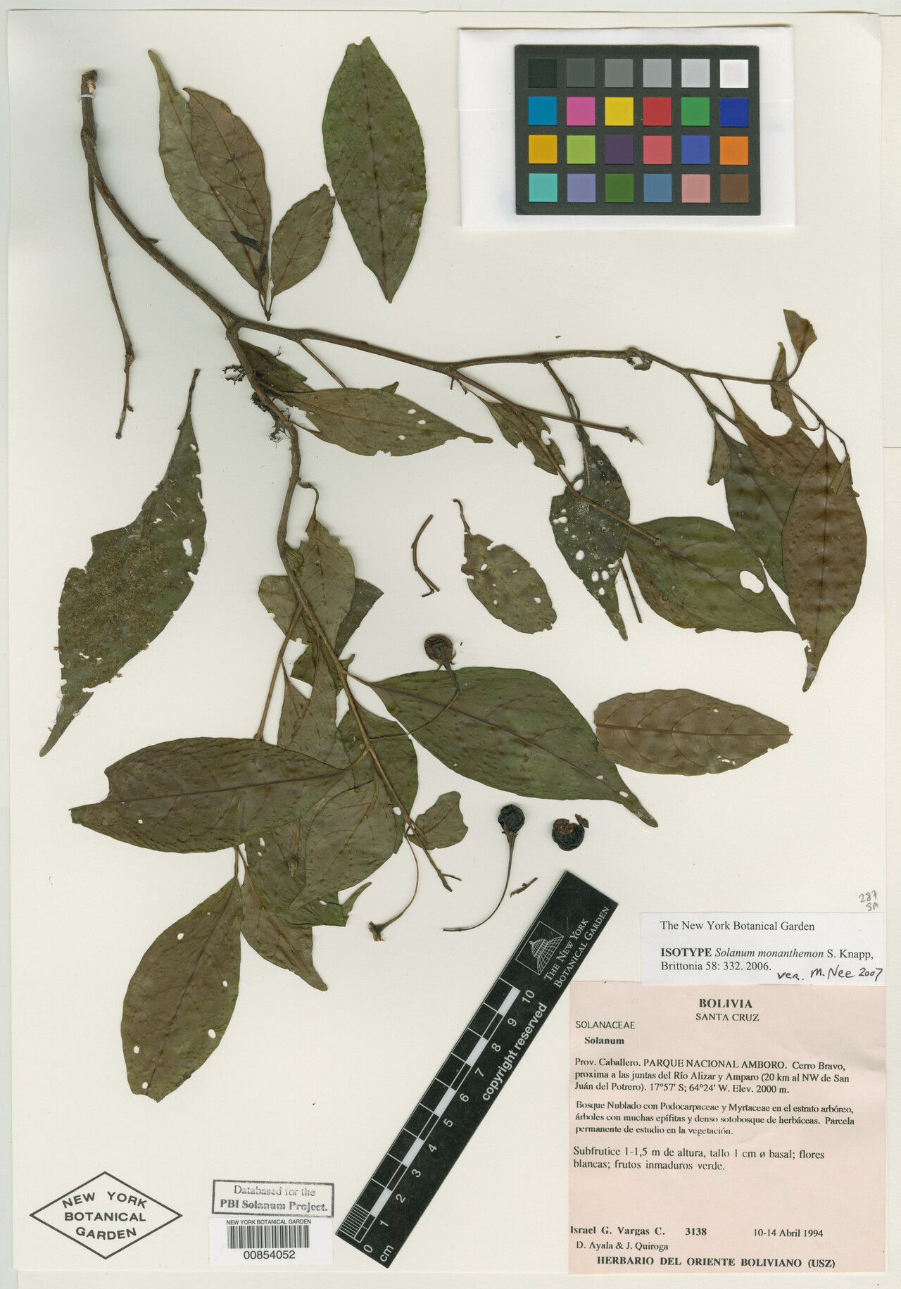 Solanum monanthemon — houseplant care guide