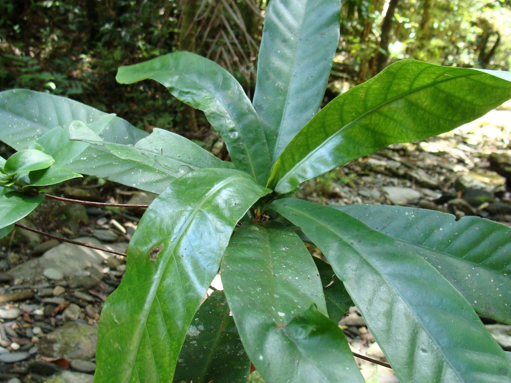 Atractocarpus baladicus — related species from the same genus