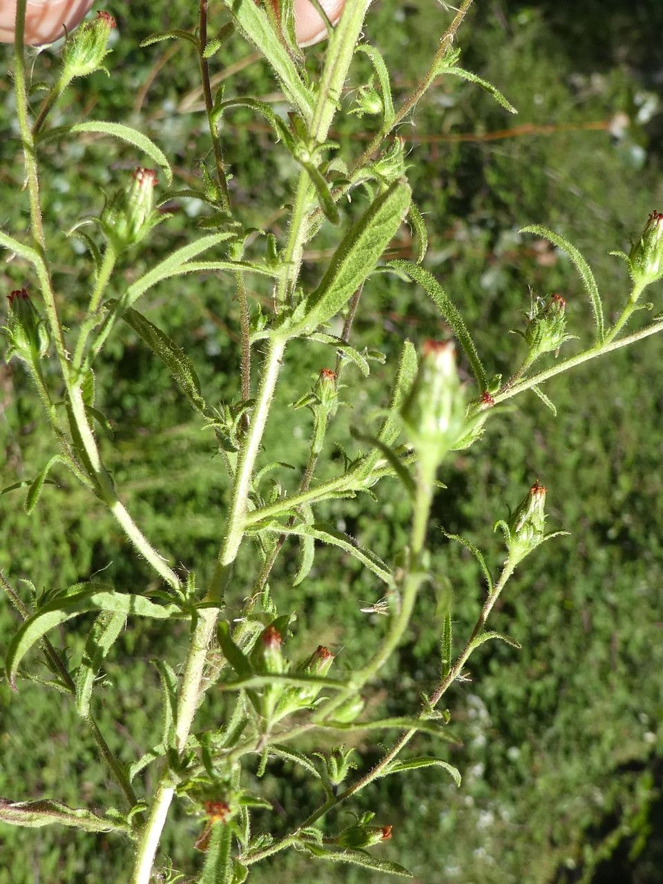 Dittrichia graveolens leaf