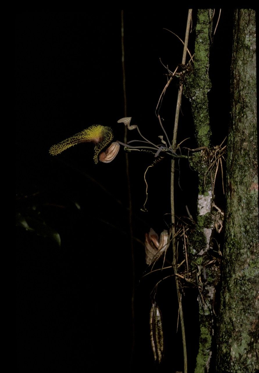 Aristolochia cornuta habit