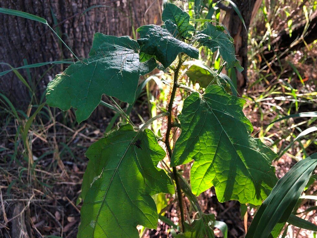 Solanum semiarmatum leaf