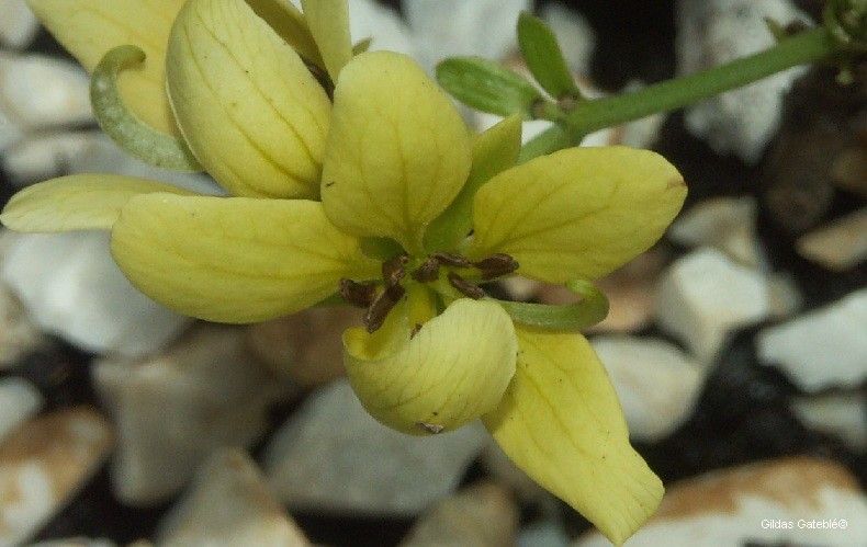 Cassia artensis flower
