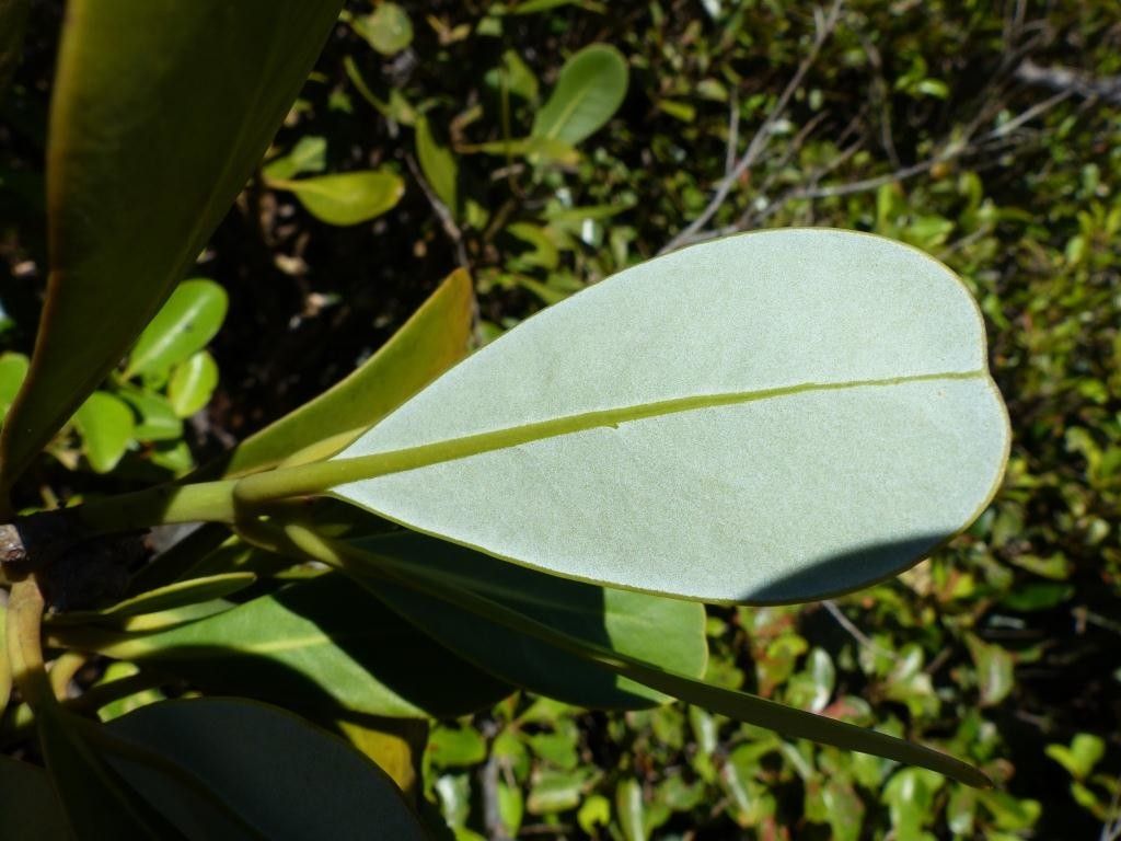 Zygogynum crassifolium — related species from the same genus