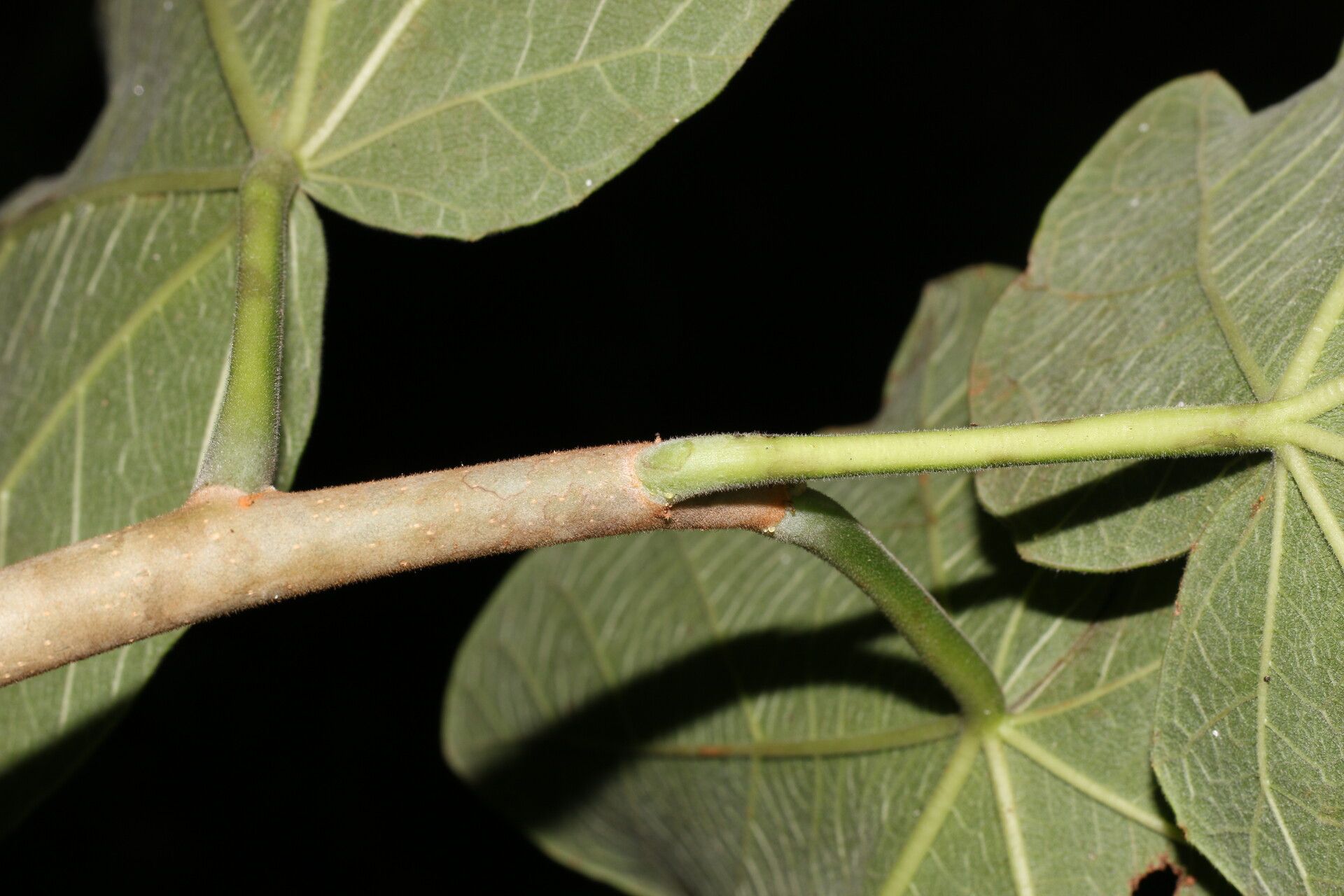 Jatropha costaricensis bark