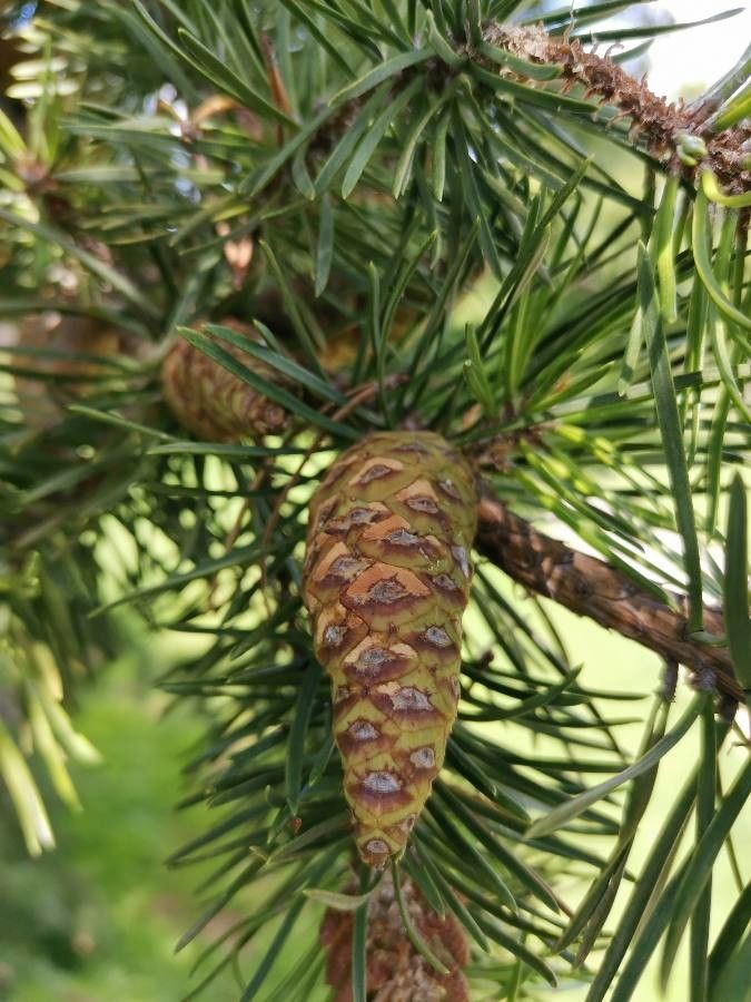 Pinus banksiana fruit