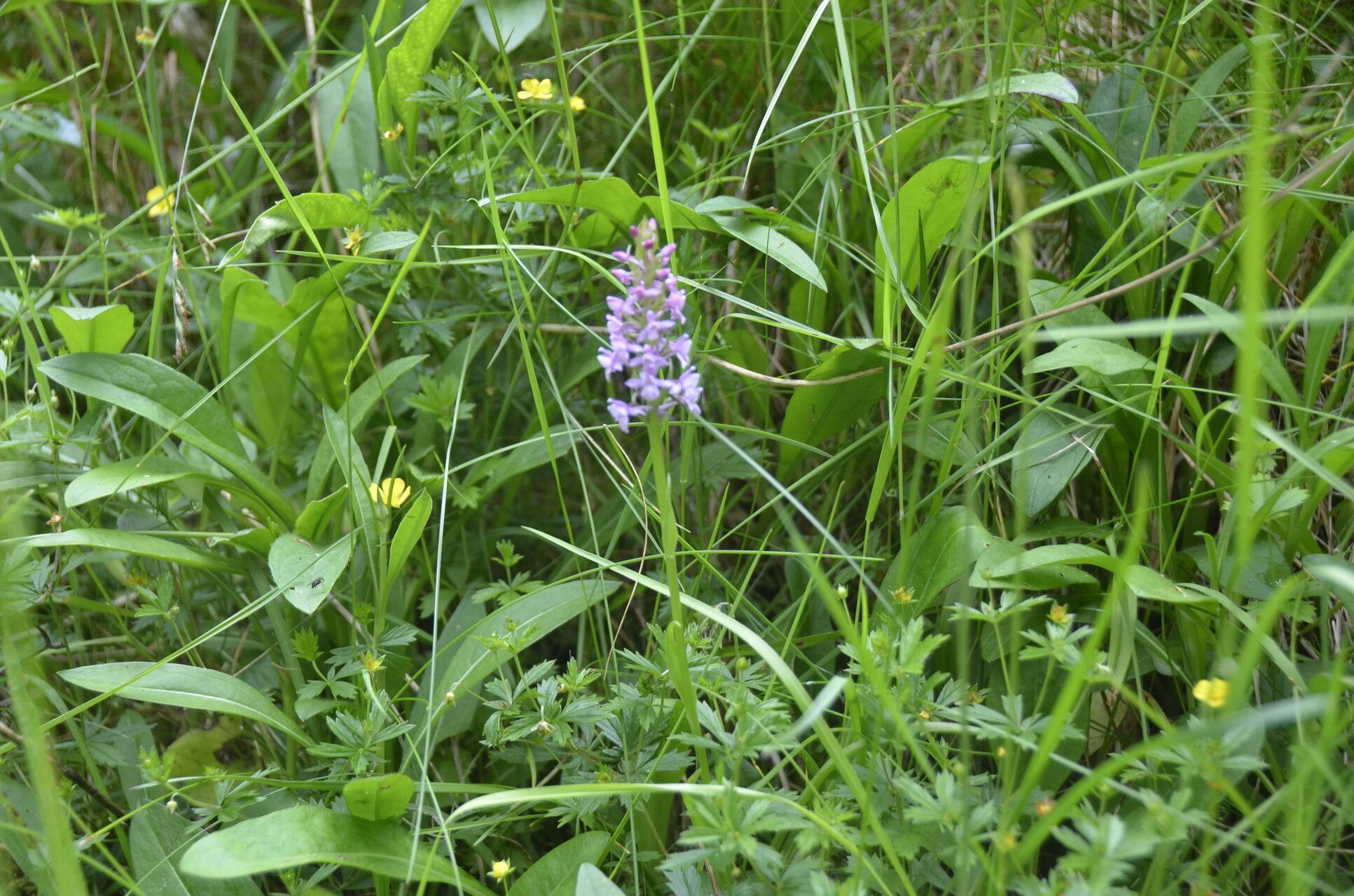 Gymnadenia borealis habit