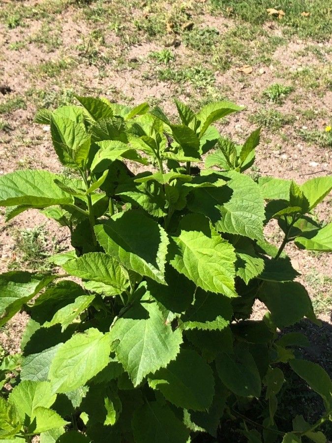 Tripora divaricata — houseplant care guide