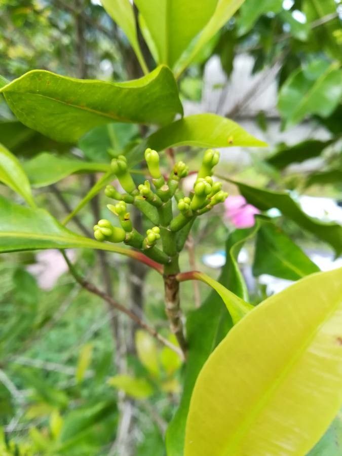 Syzygium aromaticum flower