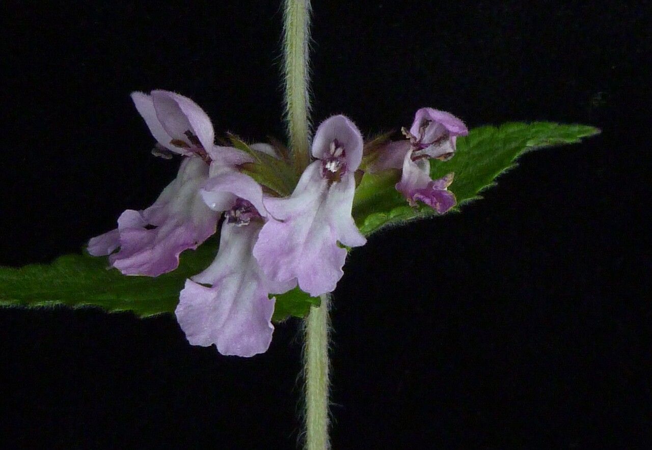 Stachys splendens habit