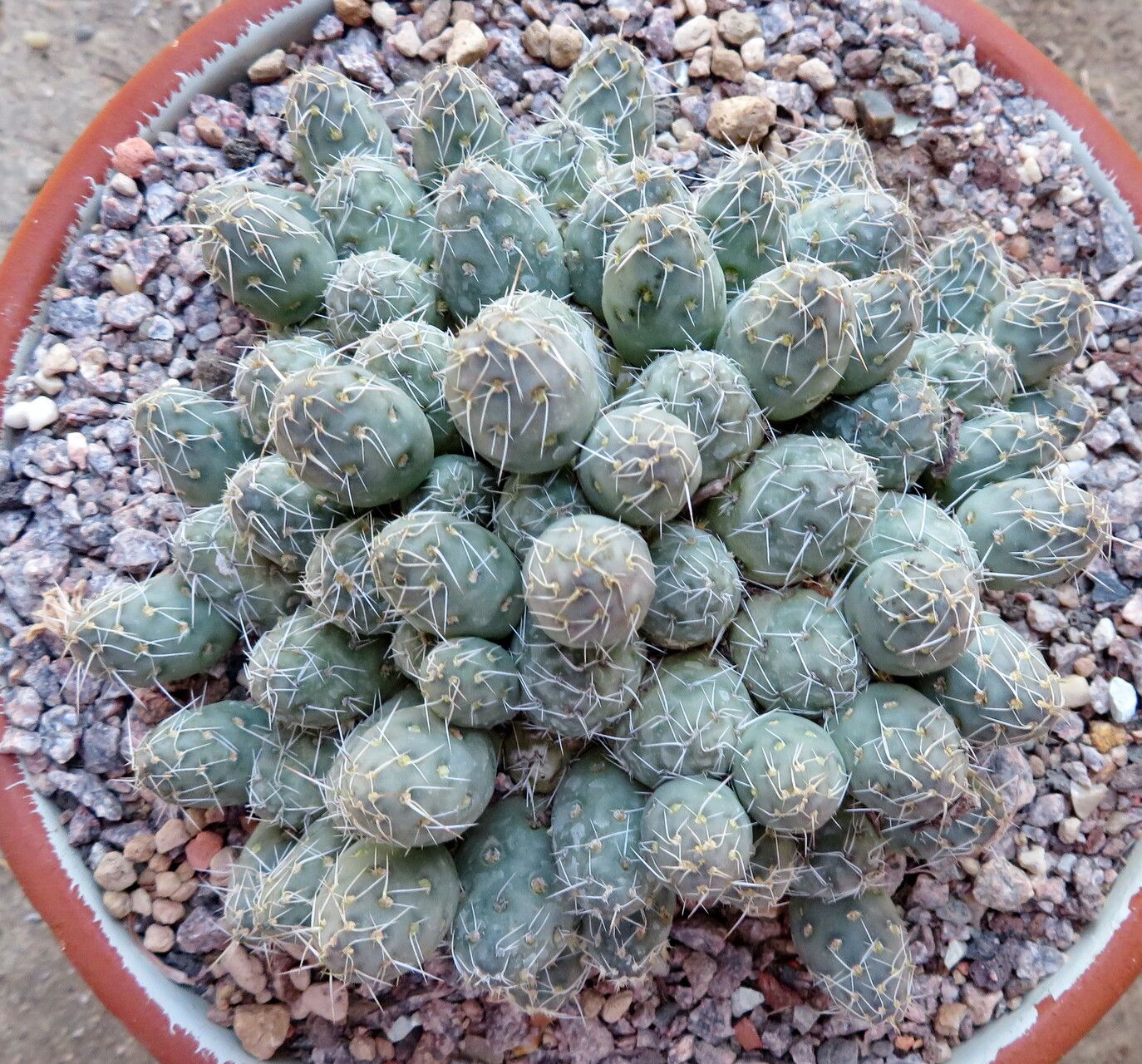 Maihueniopsis conoidea — houseplant care guide